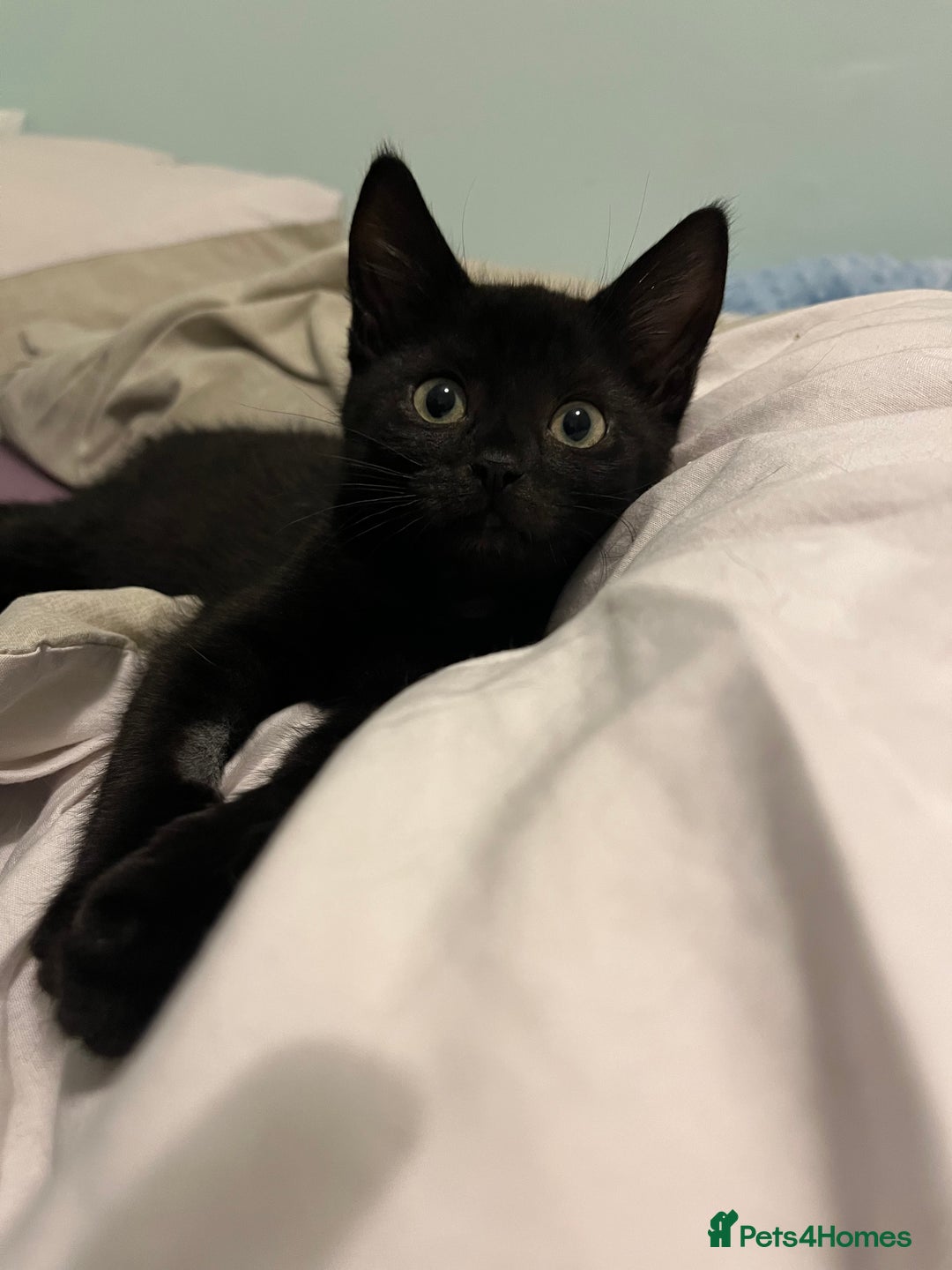 Mixed Breed cats for sale: Male black kitten - ready now - Image 5