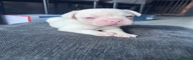 French Bulldog 4