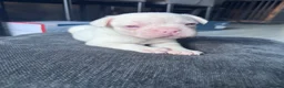 French Bulldog dogs for sale: Adorable fluffy frenchies - Advert 14