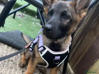 Mixed Breed dogs Female 14 weeks old pup - Advert 3