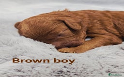 Cavapoo dogs for sale:  🐕Ruby Cavapoo Toy F1bb 🧸DNA tested🧸 - Image 2