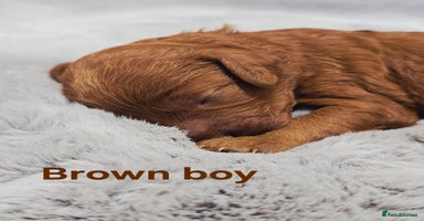 Cavapoo dogs - Advert 4
