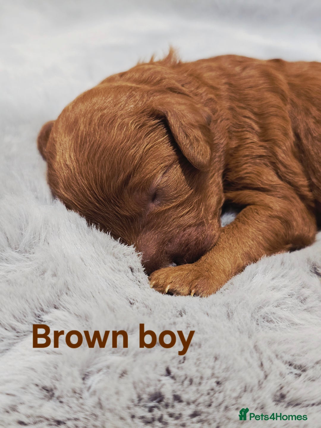 Cavapoo dogs for sale:  🐕Ruby Cavapoo Toy F1bb 🧸DNA tested🧸 - Image 2