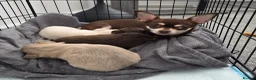 Chihuahua dogs for sale: Three chihuahua puppies for sale - Advert 3