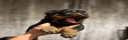 Rottweiler dogs for sale: 4 Gorgeous Rottweiler Puppies - Advert 10