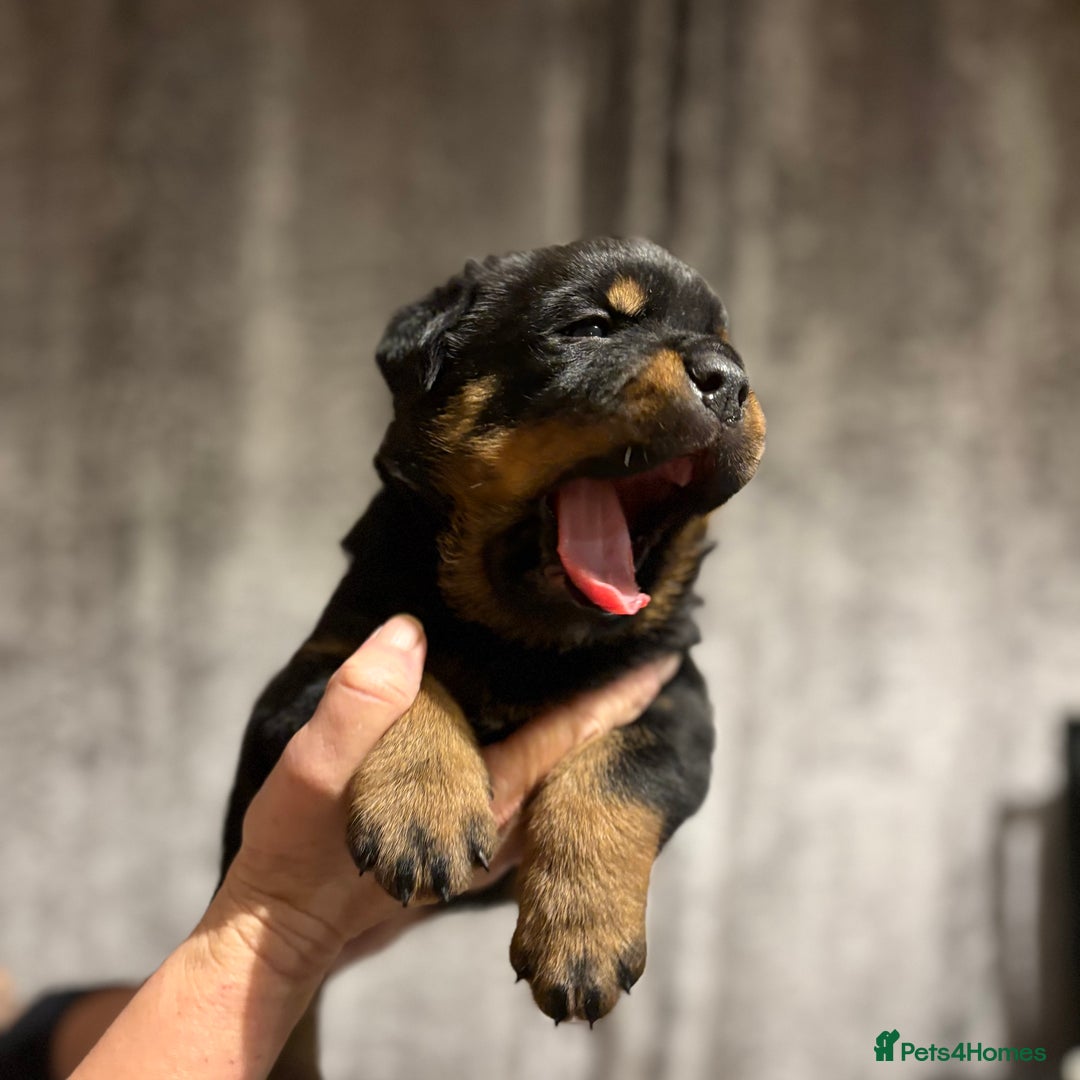 Rottweiler dogs for sale: 4 Gorgeous Rottweiler Puppies - Advert 10