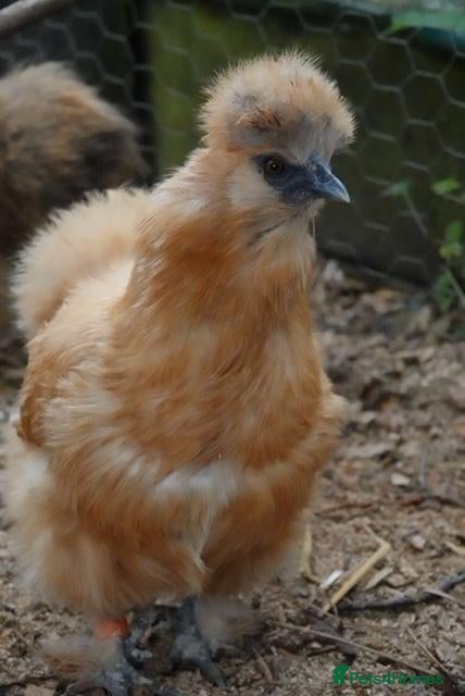 Chickens poultry Silkie hens 16 weeks old - Advert 2