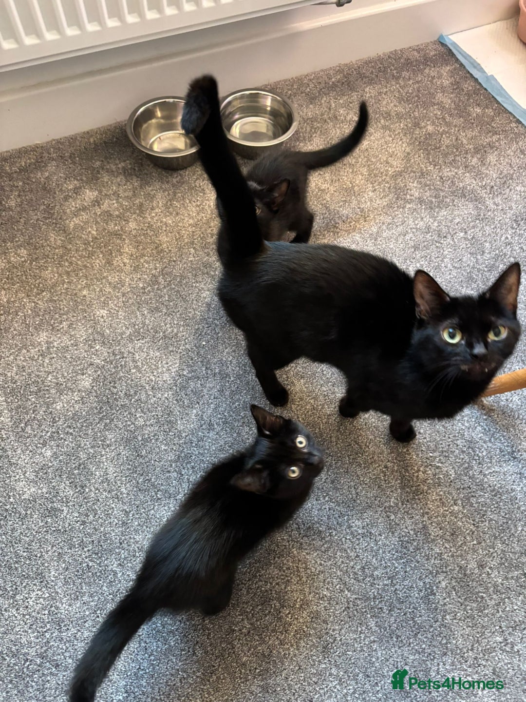 Mixed Breed cats for sale: Adorable Black Kittens – 3 Left! - Advert 6