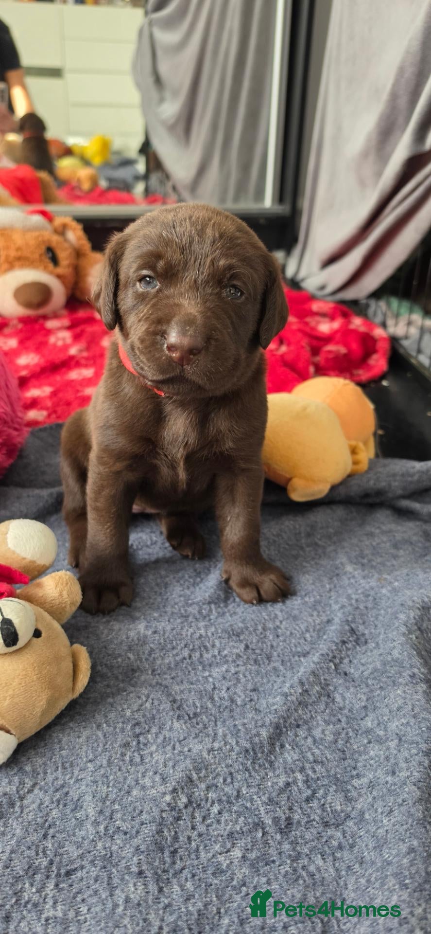 Labrador Retriever dogs KC REG CHAMPION BLOODLINE PUPPIES 🏆🍫 - Advert 1