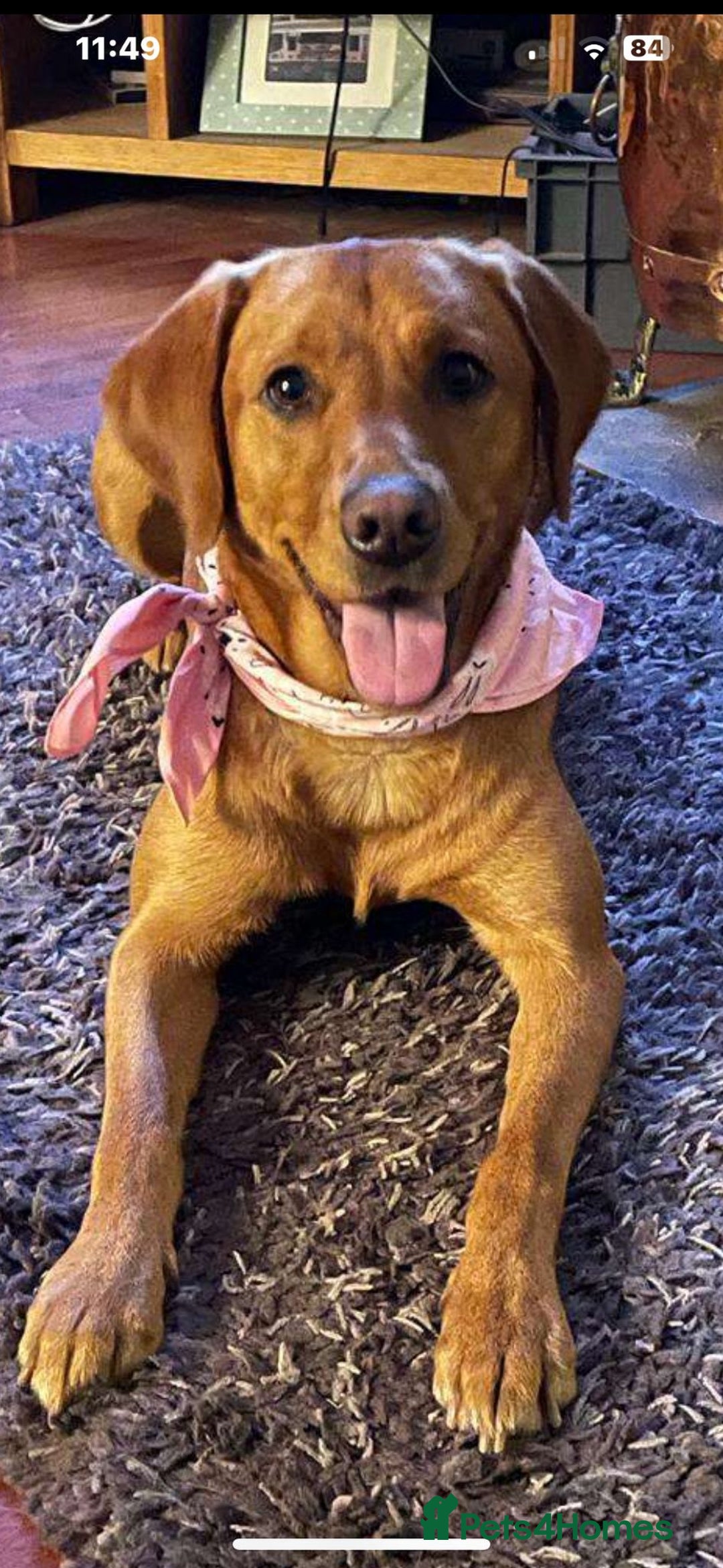 Labrador Retriever dogs for sale: Labrador Fox red  - Image 4