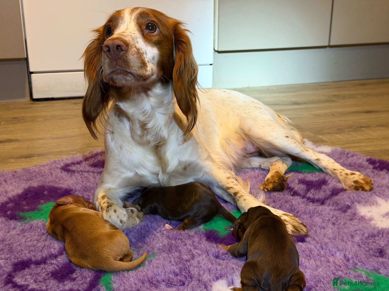 Cocker Spaniel dogs Beautiful working cocker spaniel puppies one left! - Advert 1