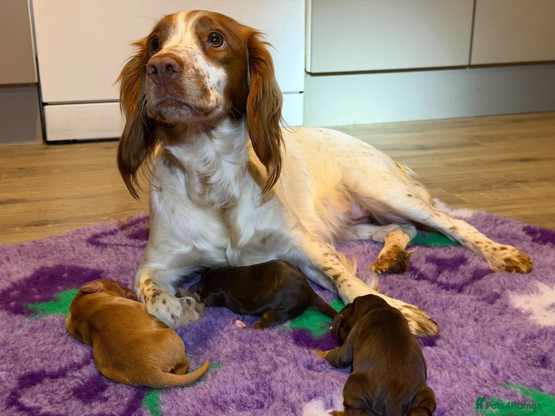 Cocker Spaniel dogs for sale: Beautiful working cocker spaniel puppies one left! in Thirsk - Advert 1