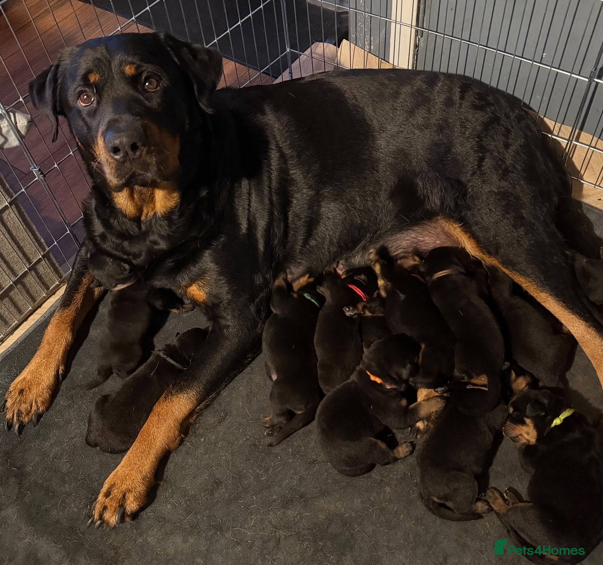 Rottweiler dogs Rottweiler pups  - Advert 13