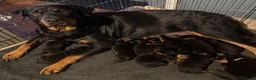 Rottweiler dogs for sale: Rottweiler pups  - Advert 1