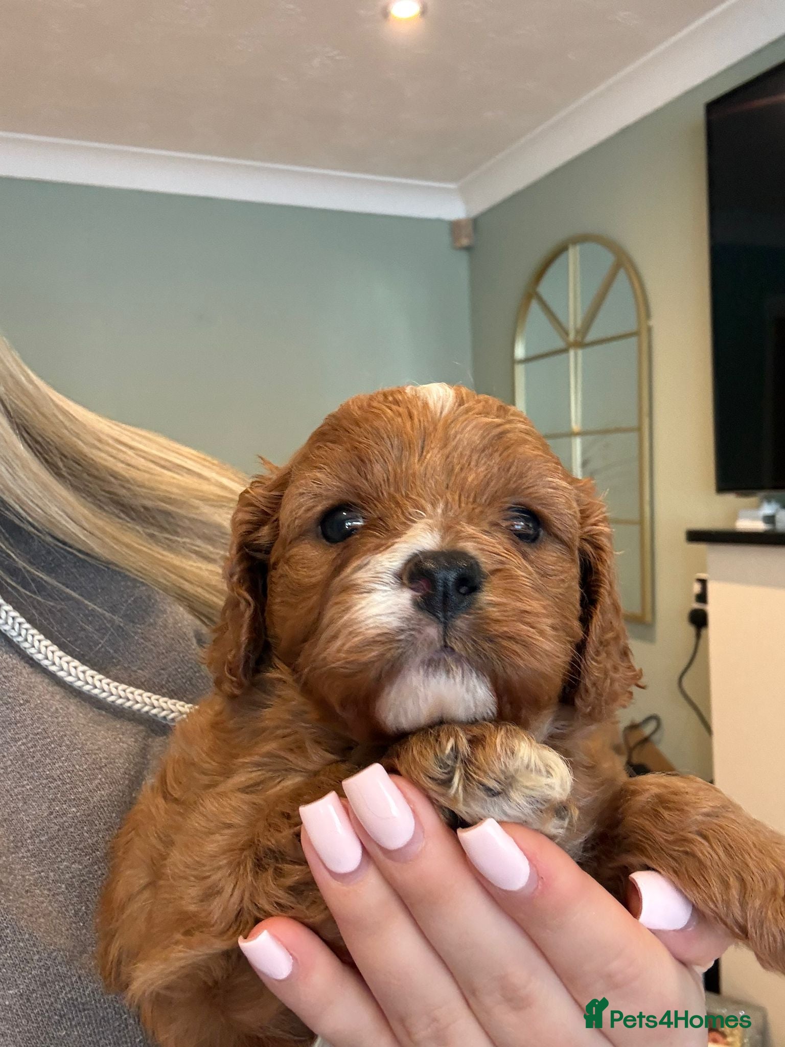 Cavapoo dogs F1 cavapoo 4 girls 1 boy health tested - Advert 1