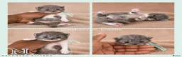 British Shorthair cats for sale: 10 Week old GCCF REG BSH KITTENS  - Advert 25