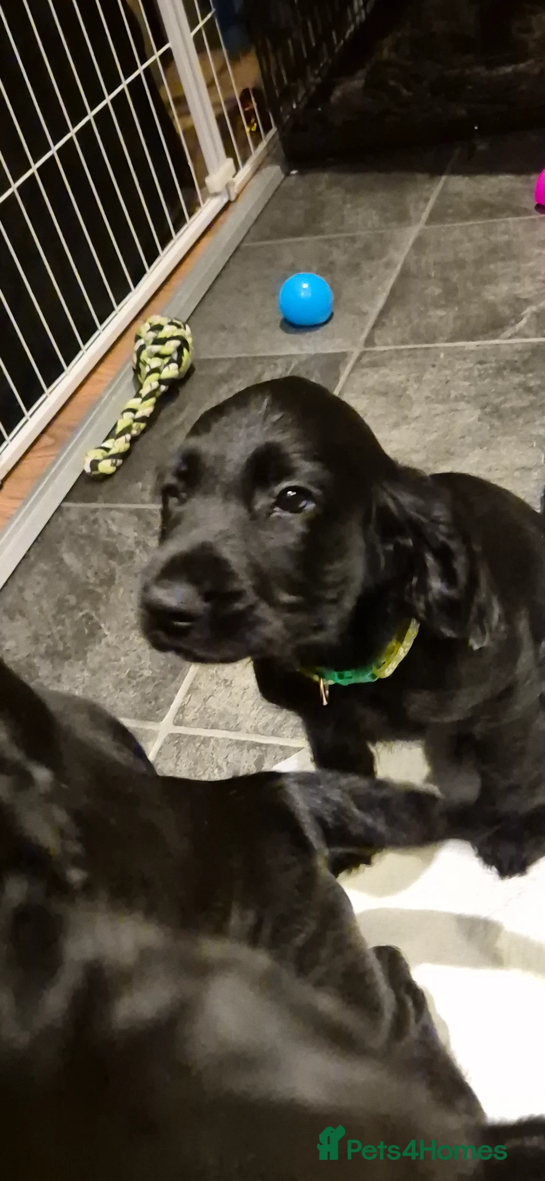 Sprocker dogs for sale: Sprocker spaniel puppies for new homes - Advert 4