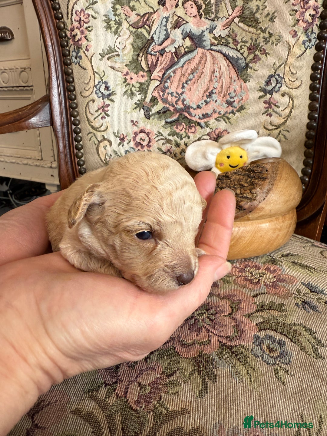 Shihpoo dogs for sale: ✨ Beautiful Shihpoo Puppies ✨  - Image 4