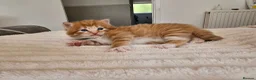 Mixed Breed cats for sale: Beautiful Kittens Looking For Their Forever Homes. - Advert 5