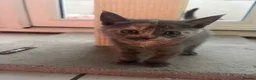 Scottish Fold cats for sale: 🐾 Beautiful Scottish Mix Kittens 🐾 - Advert 11