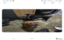 Mixed Breed dogs for sale: 2 female and 1 male dog for rehoming  - Advert 2