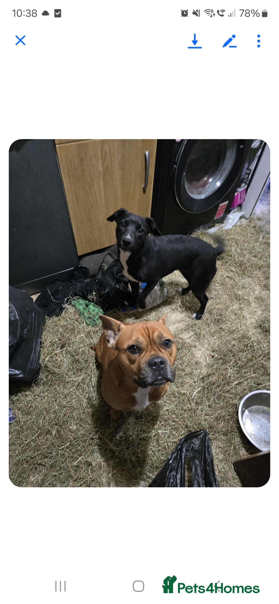 Mixed Breed dogs for sale: 2 female and 1 male dog for rehoming  - Advert 2