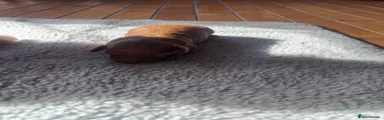 Cockapoo 3