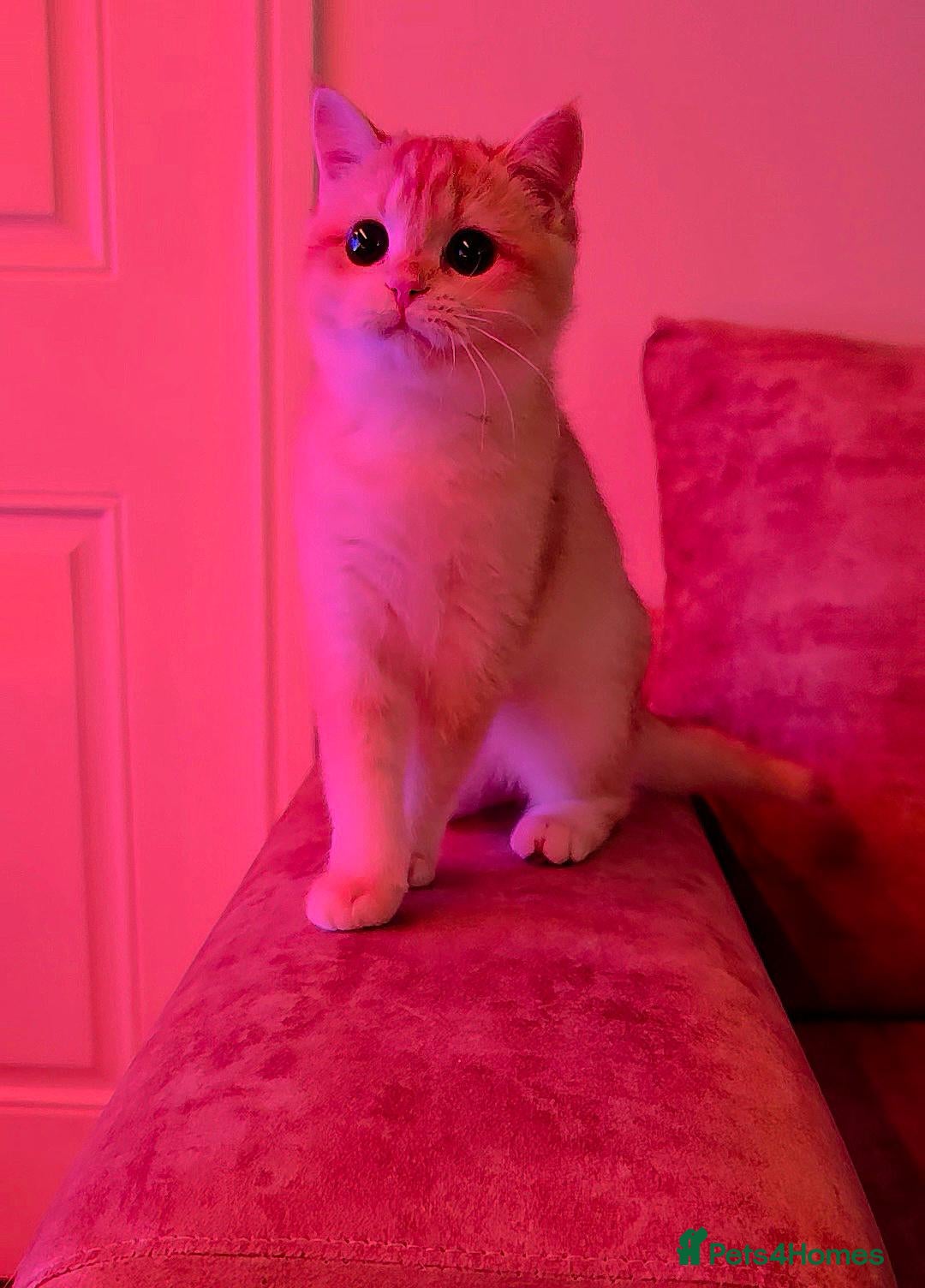British Shorthair cats GCCF Chocolate Golden Girl | LAST ONE | Ready NOW - Advert 2