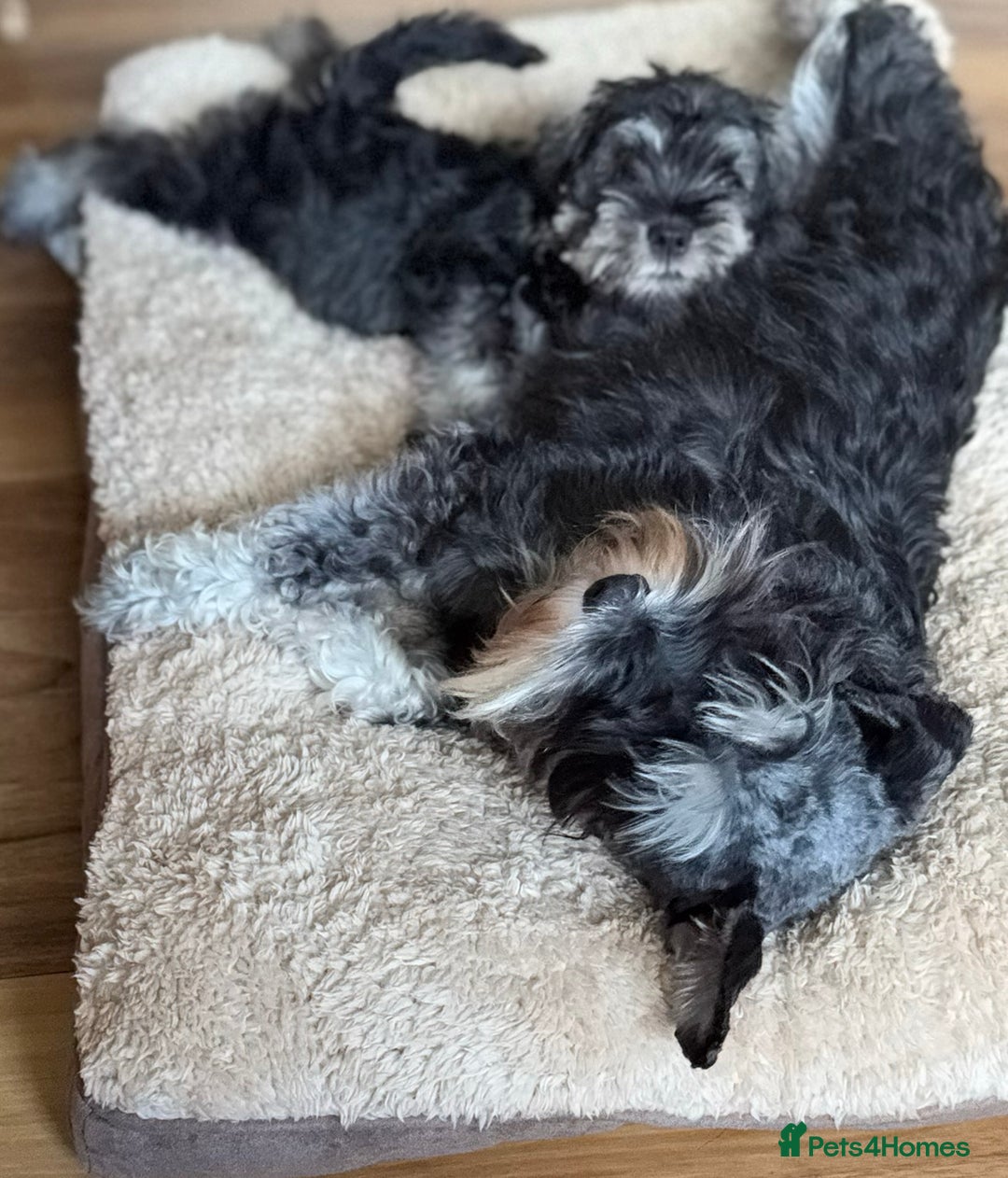 Miniature Schnauzer dogs for sale:  kc/Bva eye tested clear vet checked & certificate - Advert 5