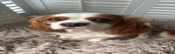 Cavalier King Charles Spaniel dogs for sale: Cavalier King Charles Spaniel KC Puppies - Advert 9