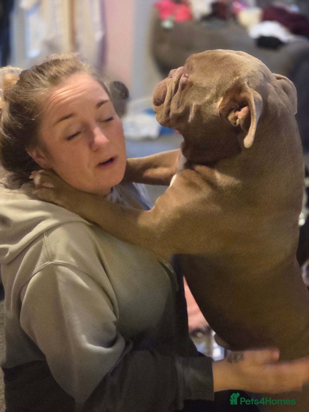 Olde English Bulldogge dogs for stud: Lilac old english bulldogge  in Workington - Advert 6