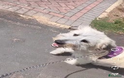 Mixed Breed dogs for adoption: Rufus  - Image 5
