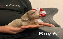 Miniature Dachshund dogs for sale: Miniature Dachshund  - Advert 6