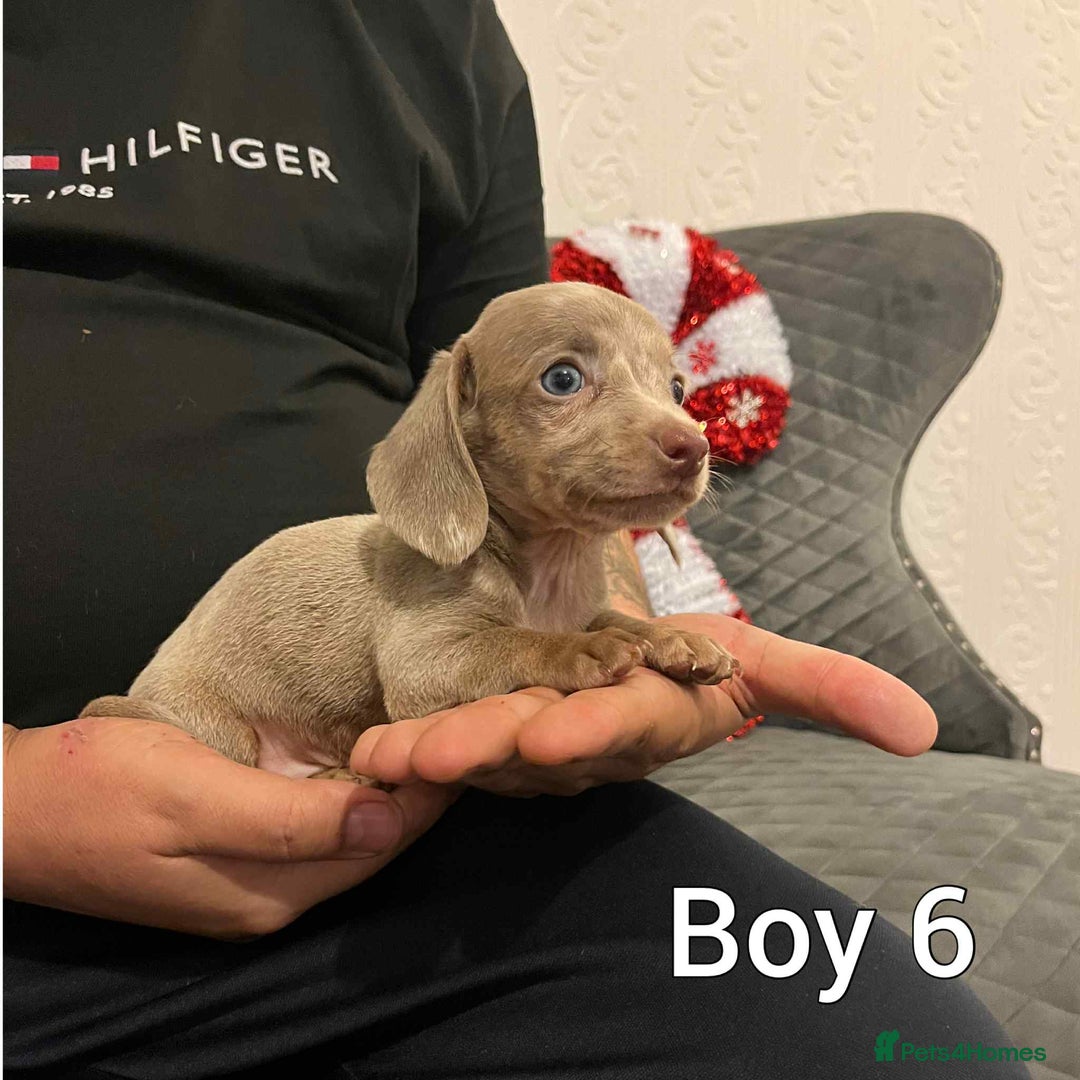 Miniature Dachshund dogs for sale: Miniature Dachshund  - Advert 6