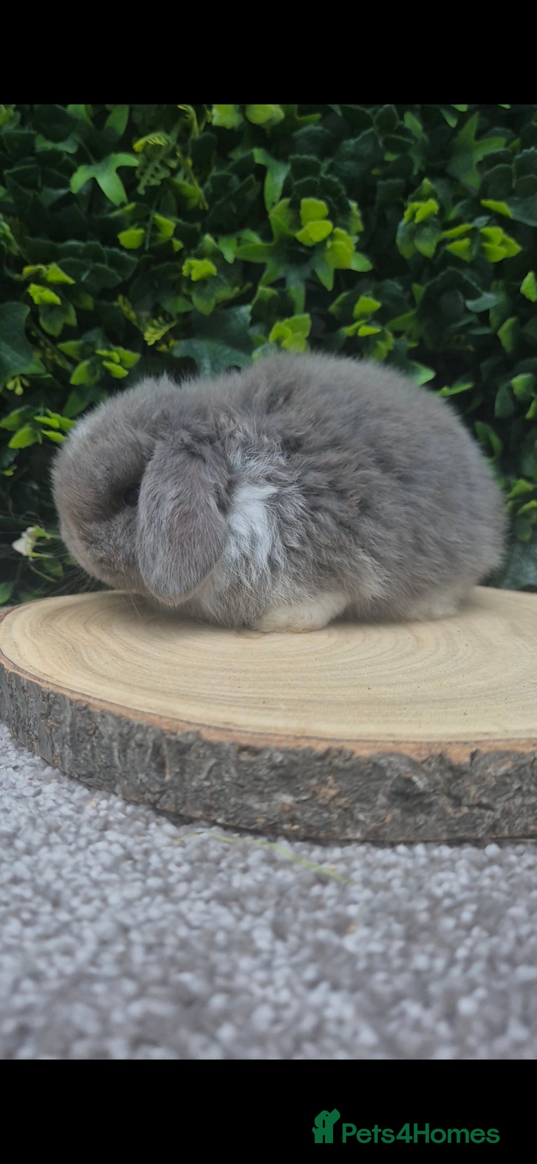 Mini Lop rabbits for sale: Mini lop baby girl ready now - Advert 10