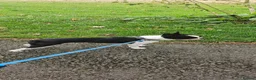 Boston Terrier dogs for stud: Boston terrier stud - Advert 4