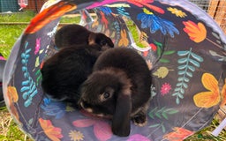 Mini Lop rabbits for sale: 3 Black Otters - all female. - Image 3