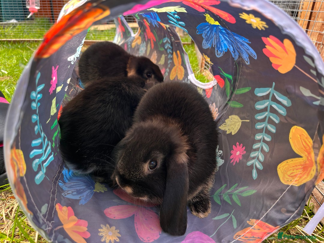 Mini Lop rabbits for sale: 3 Black Otters - all female. - Image 3