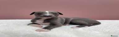 Whippet Puppy 1
