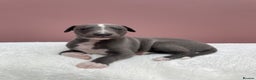 Whippet dogs for sale: 1 Gorgeous KC Reg Whippet Puppy  - Advert 15