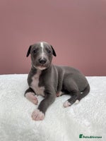 Whippet dogs - Advert 3