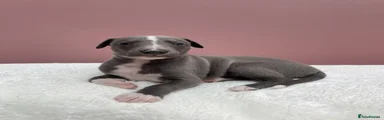 Whippet Puppy 1