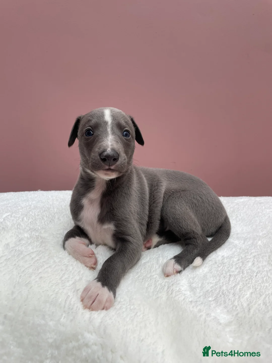 Whippet dogs for sale: 1 Gorgeous KC Reg Whippet Puppy - now reserved - Advert 15