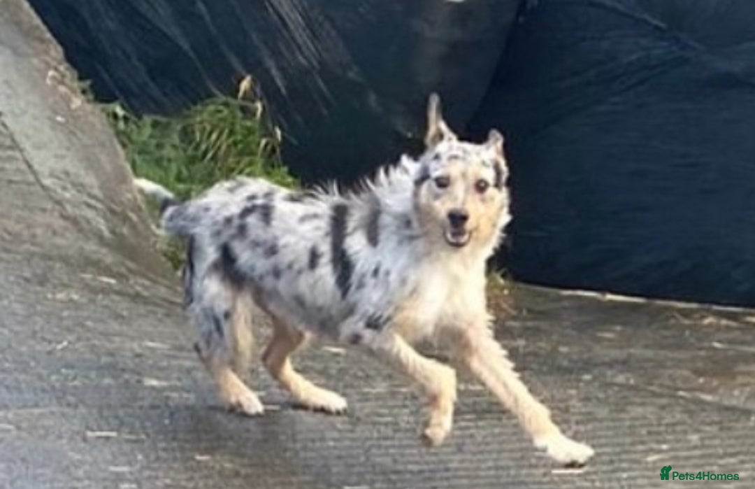 Border Collie dogs for sale: 7 Blue / white merle border collie puppies. - Image 6