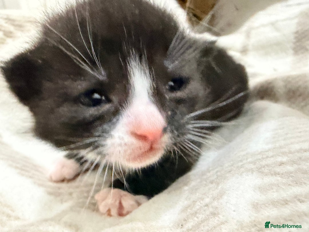 Mixed Breed cats for sale: Female tuxedo kittens - Advert 5