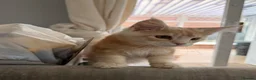 Maine Coon cats for sale: XL TICA Maine coon kittens - Advert 13
