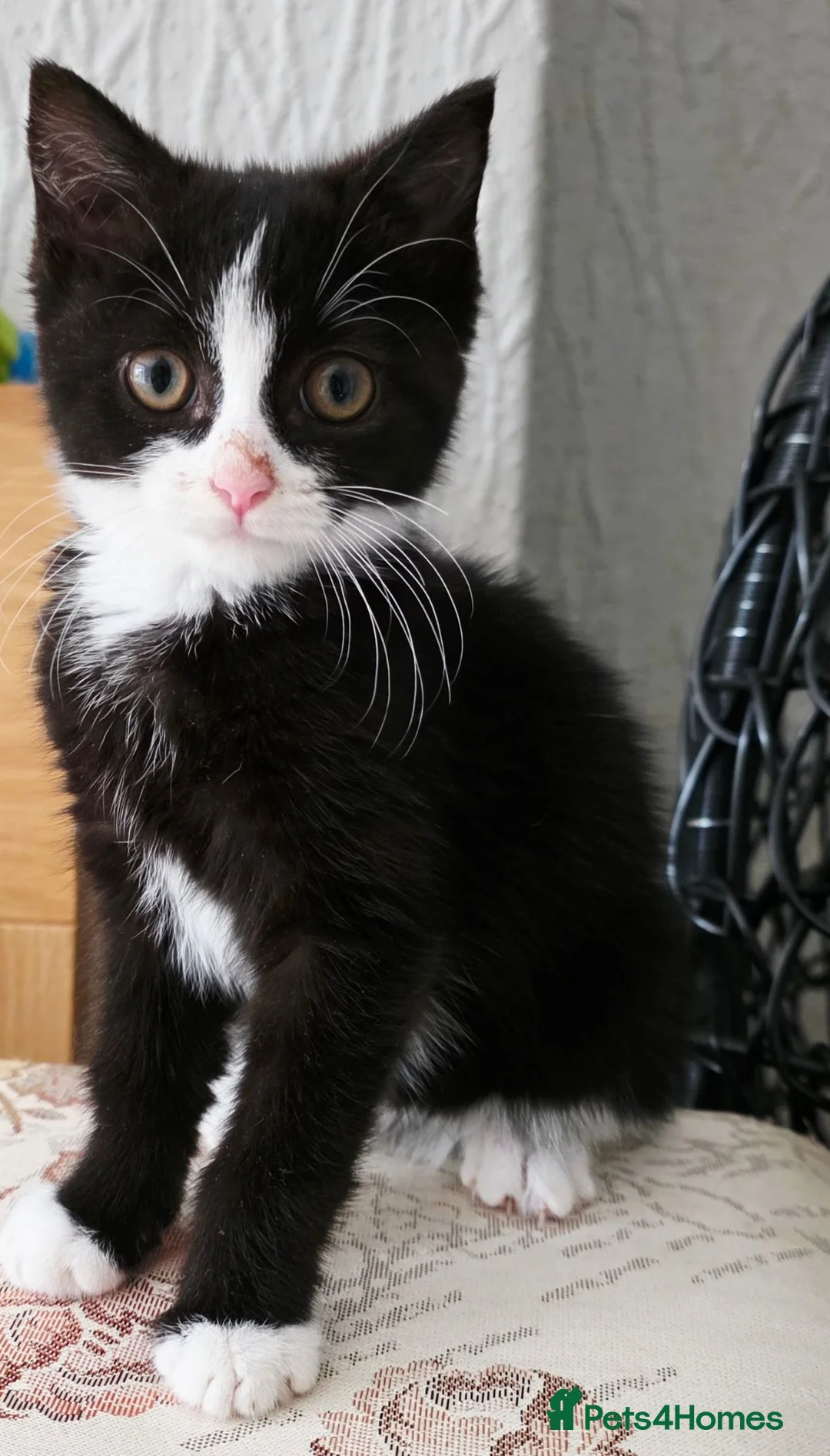 Mixed Breed cats for sale: Female kitten looking for a loving forever home!❤️ - Advert 2