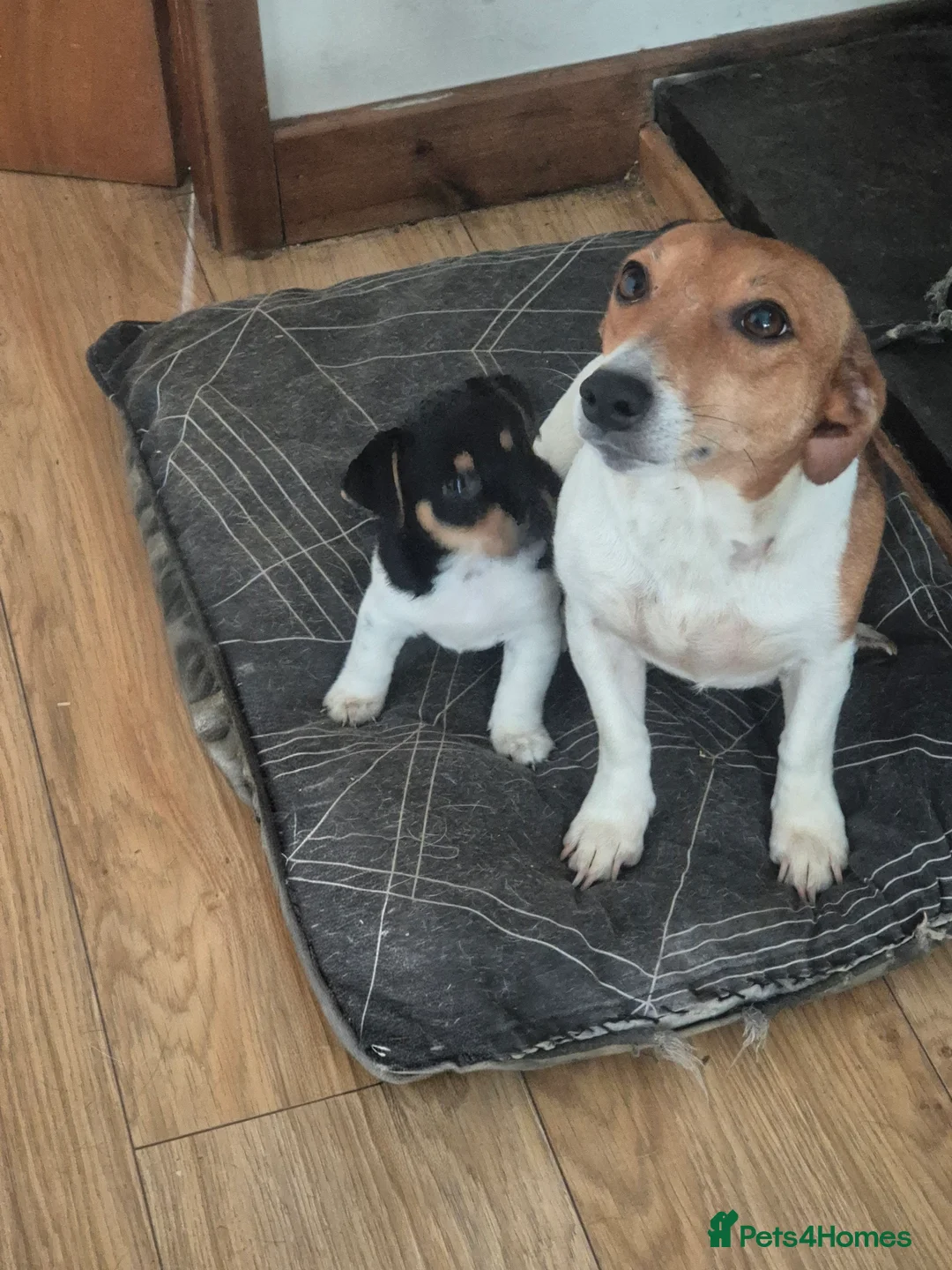 Jack Russell dogs for sale: Jack Russell puppy - Advert 2