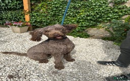 Mixed Breed dogs for adoption: Iris  - Image 2