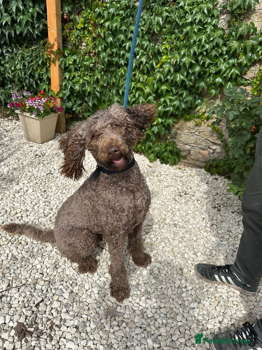 Mixed Breed dogs for adoption: Iris  - Image 2